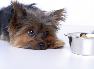 Заболевания печени у собак