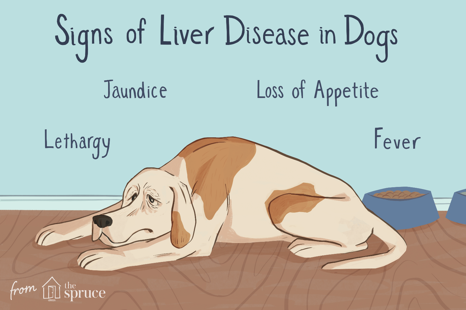 Leverziekte bij honden