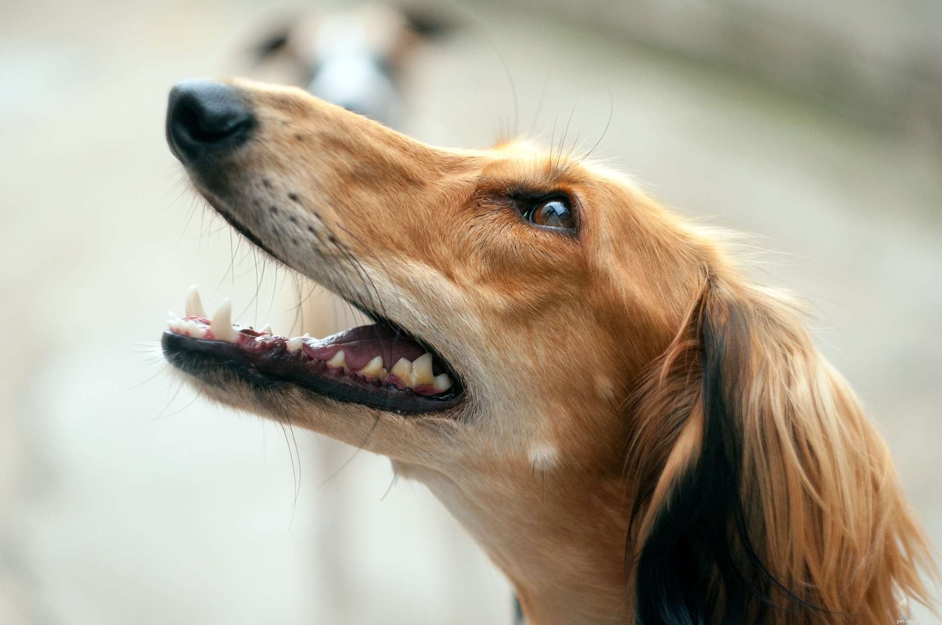 Razões pelas quais seu cão olha para você