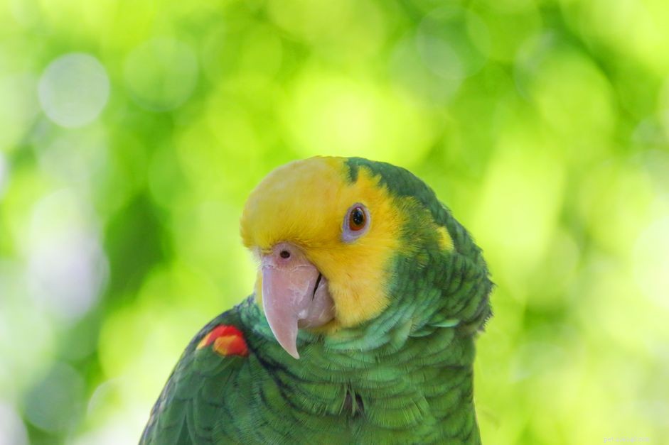 Pappagallo amazzone dalla testa gialla doppia:profilo delle specie di uccelli