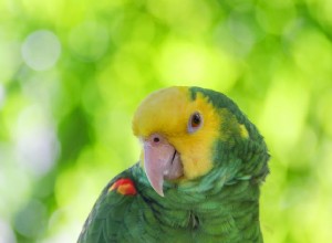 Papagaio da Amazônia de cabeça amarela dupla:perfil da espécie de pássaro