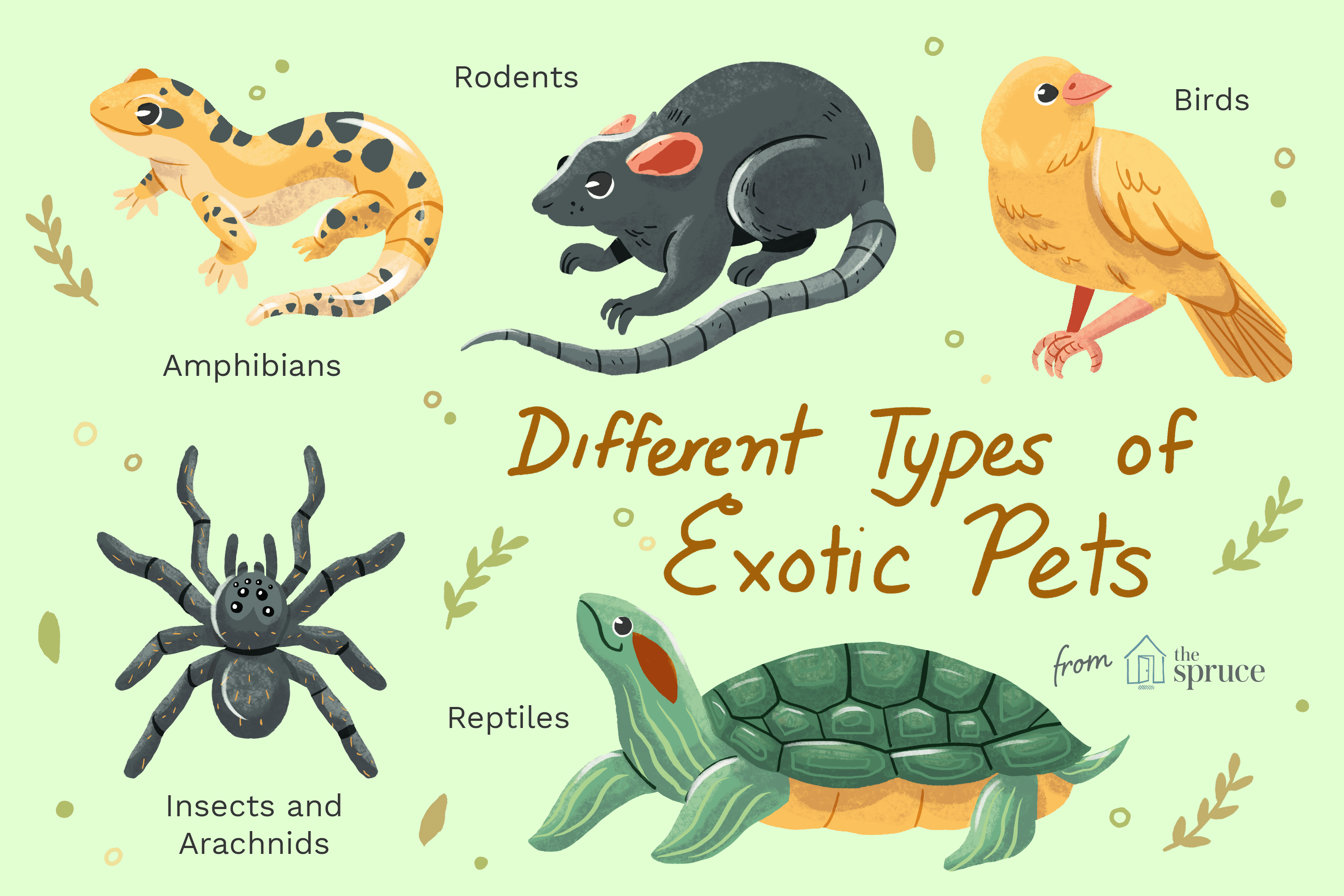Типы экзотических домашних животных