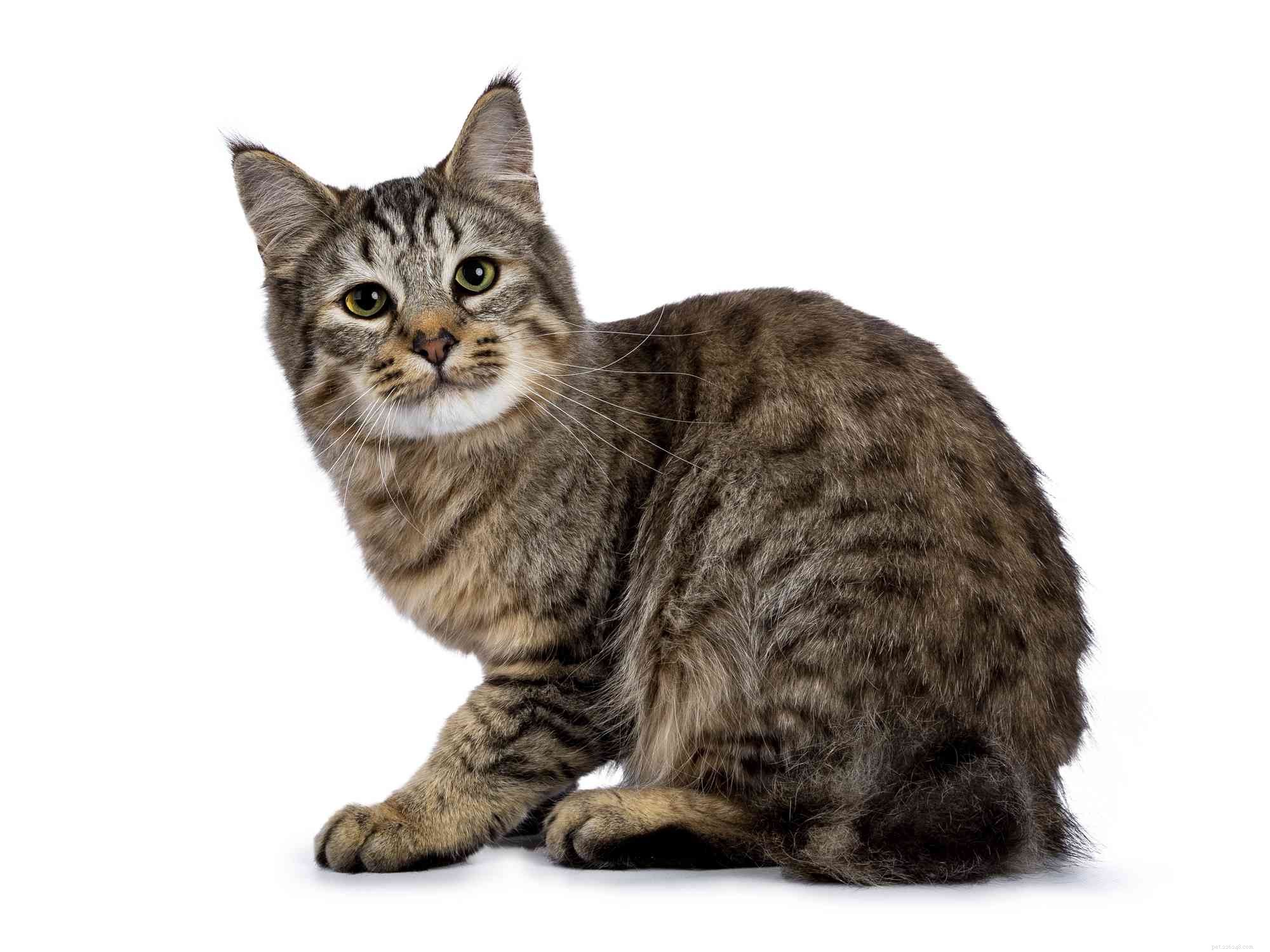 10가지 독특한 밥테일 고양이 품종