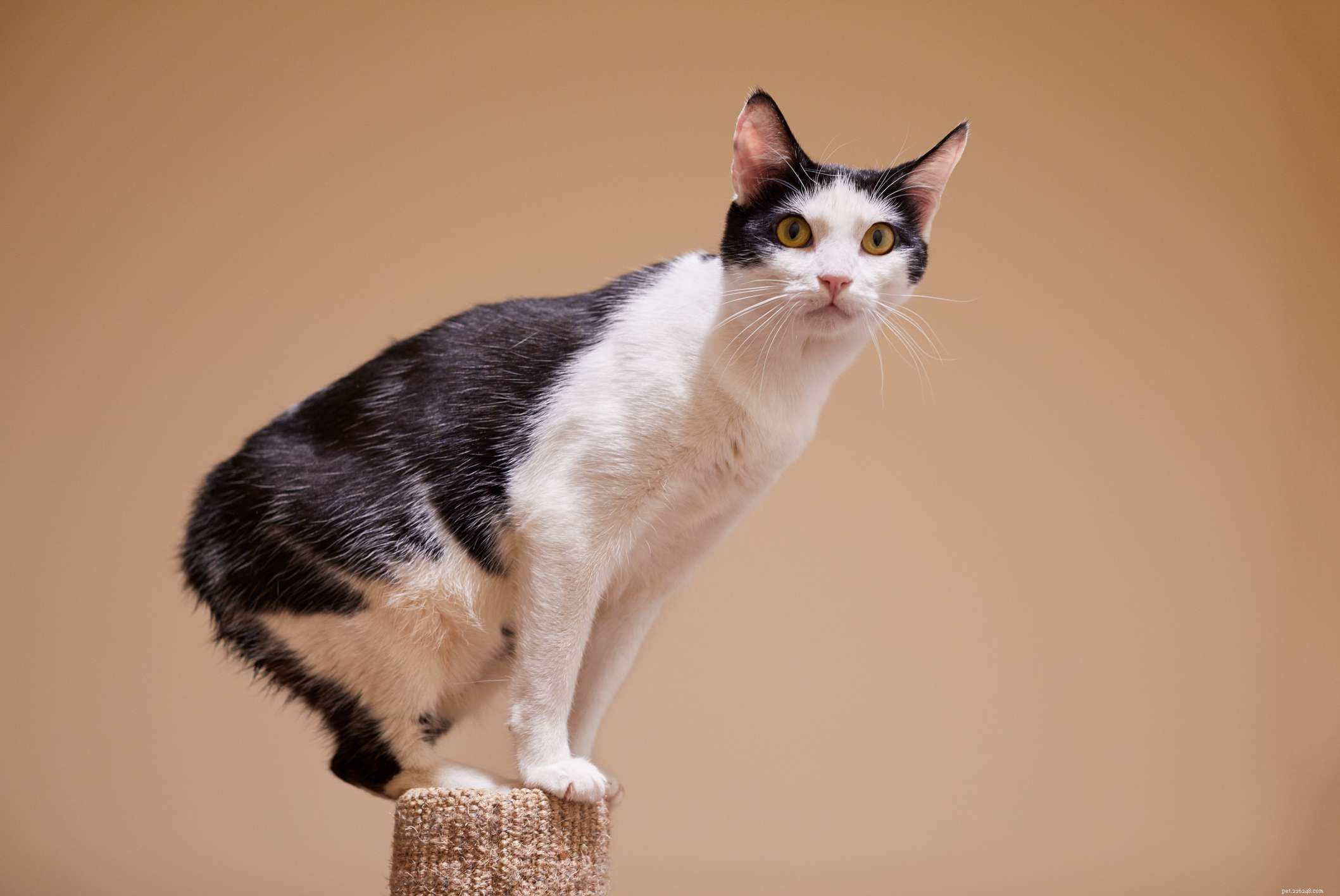 10가지 독특한 밥테일 고양이 품종