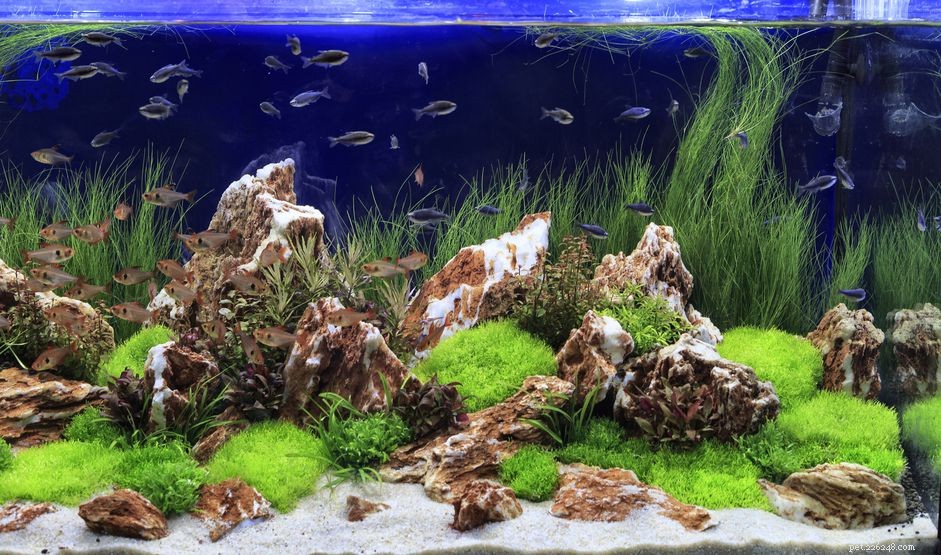Wat is Aquascaping?