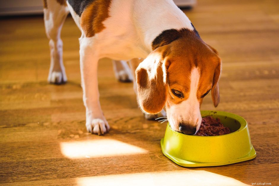 Pro e contro del cibo umido per cani