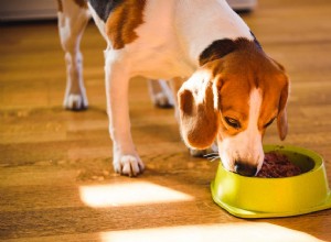 개를 위한 습식사료의 장단점