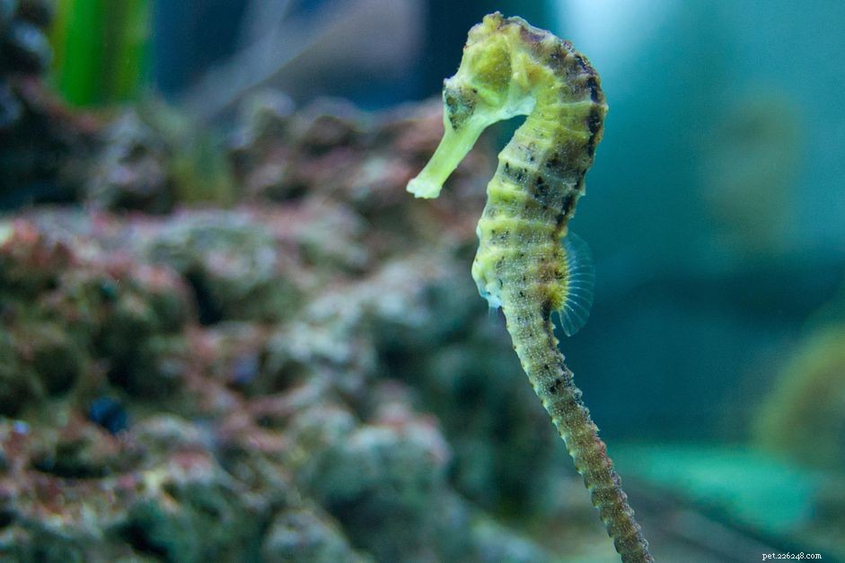 Hippocampes dans les aquariums d eau salée
