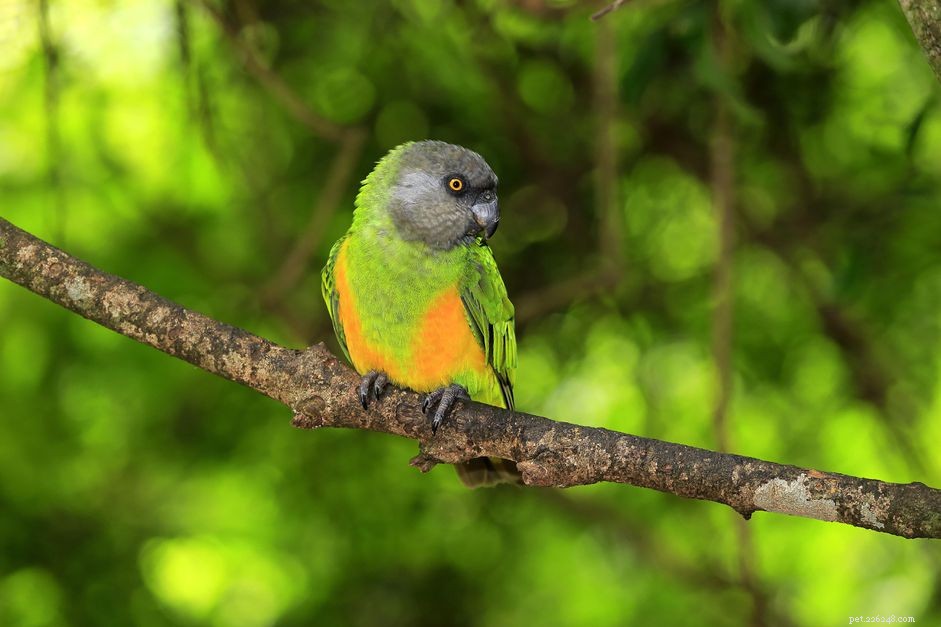 Senegal papegoja:fågelartprofil