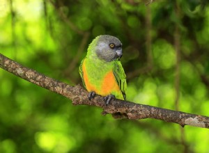 Сенегальский попугай:профиль видов птиц