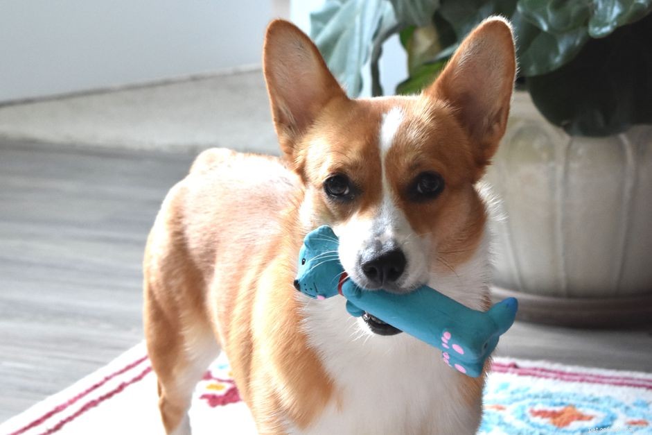 Varför älskar våra husdjur de konstigaste leksakerna?