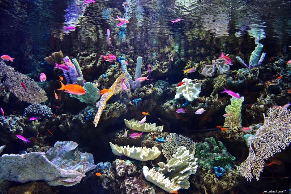 Températures des aquariums récifaux :quelle est la température trop élevée ?