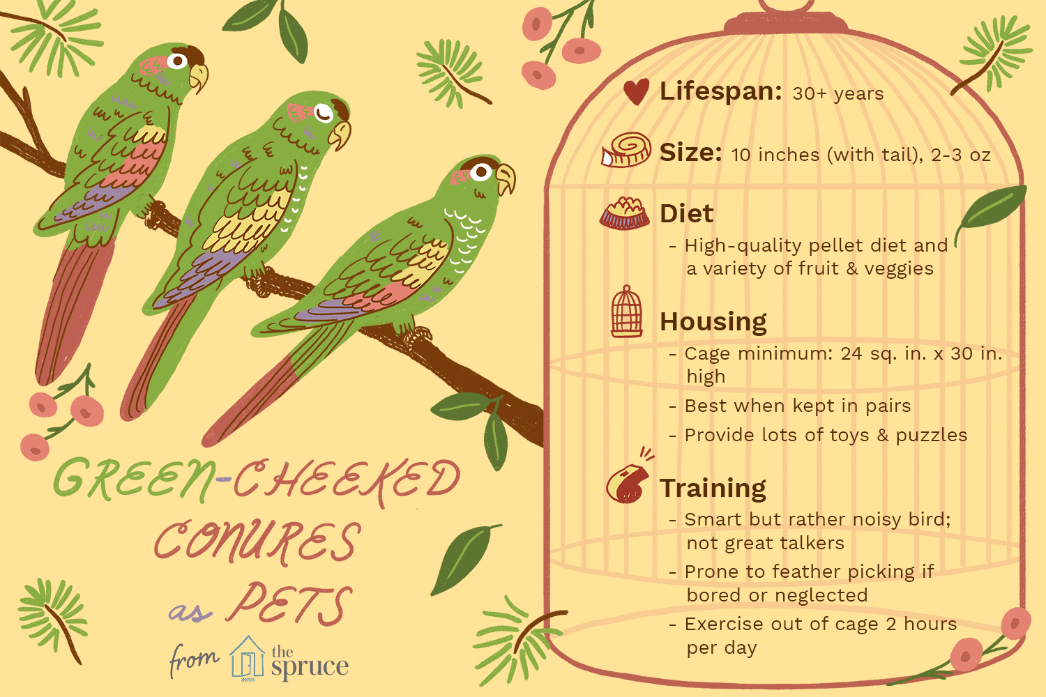 Green-Cheeked Conure（Green-Cheeked Parakeet）：鳥の種のプロファイル 