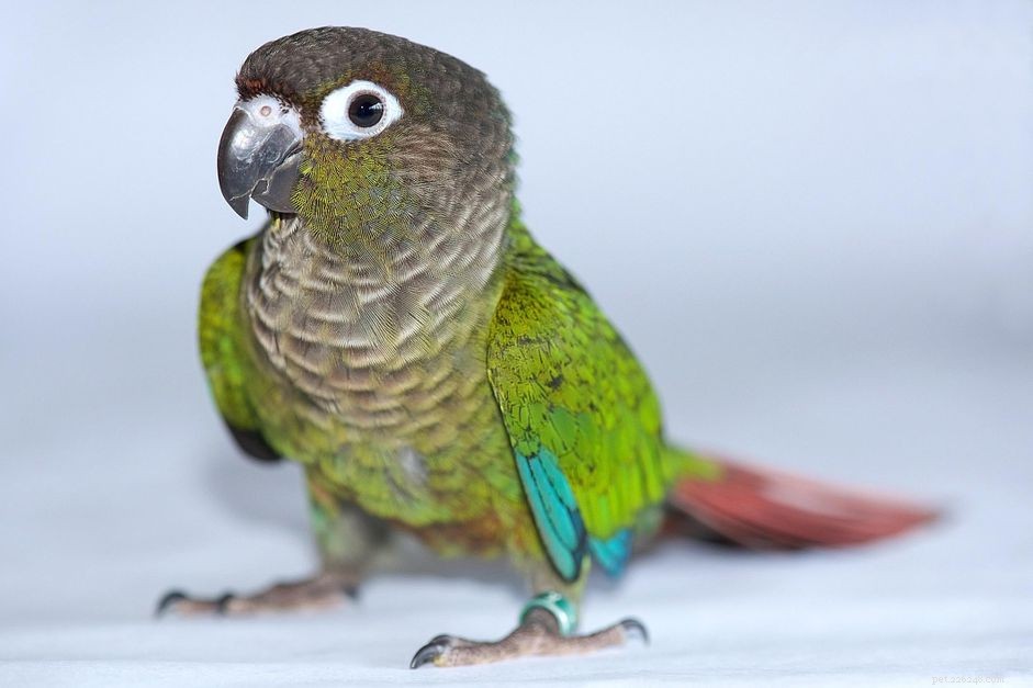 Зеленощекий попугай (зеленощекий попугай):профиль видов птиц