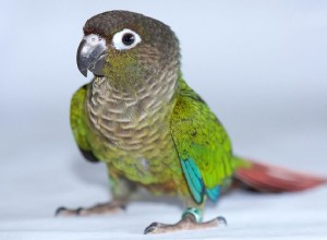 Green-cheeked periquito (periquito-de-bochecha-verde):perfil da espécie de pássaro