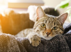 Calicitvírus felino em gatos