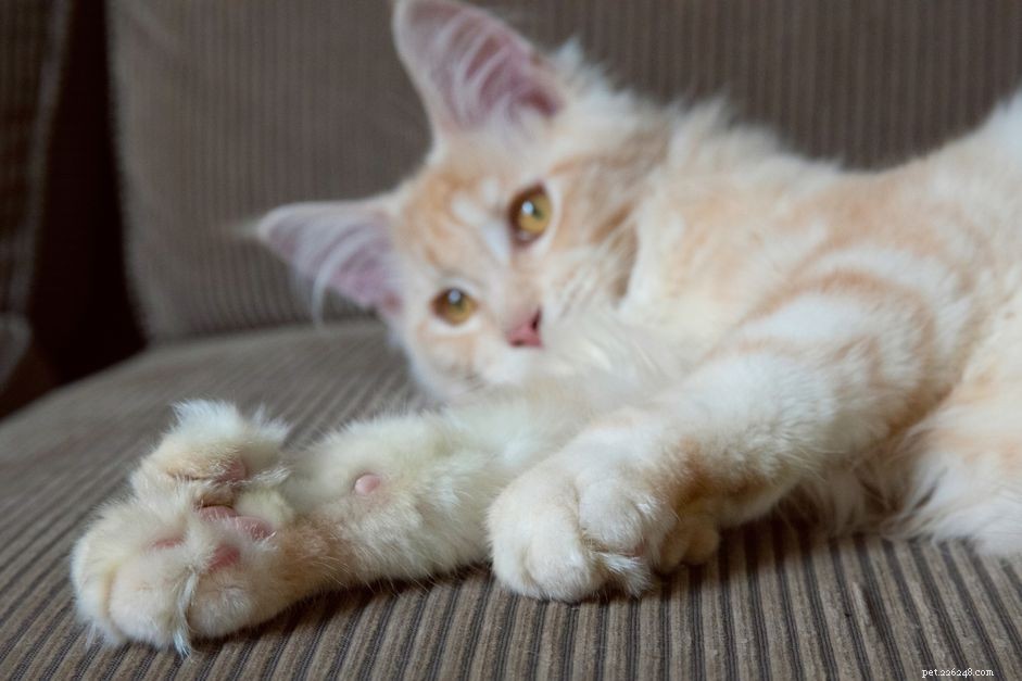 7 fatti sorprendenti sui gatti polidattili