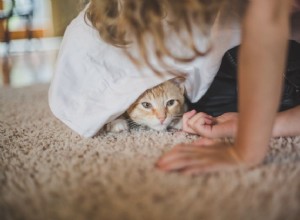 고양이가 사람을 무서워합니까?