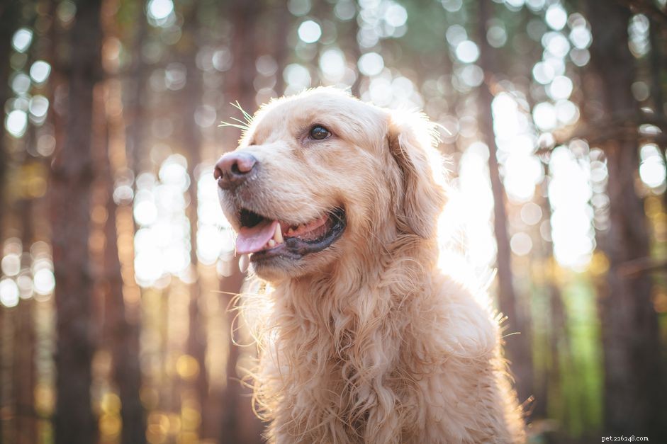 Hur man identifierar och behandlar äldre demens hos hundar