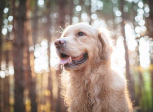 Como identificar e tratar a demência sênior em cães