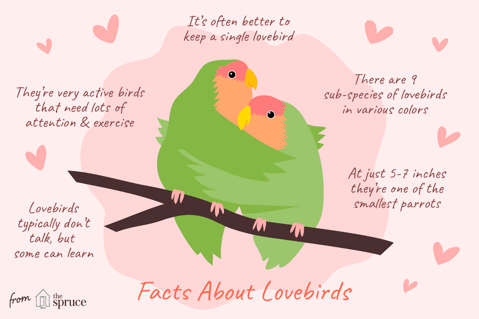 Fakta om Lovebirds