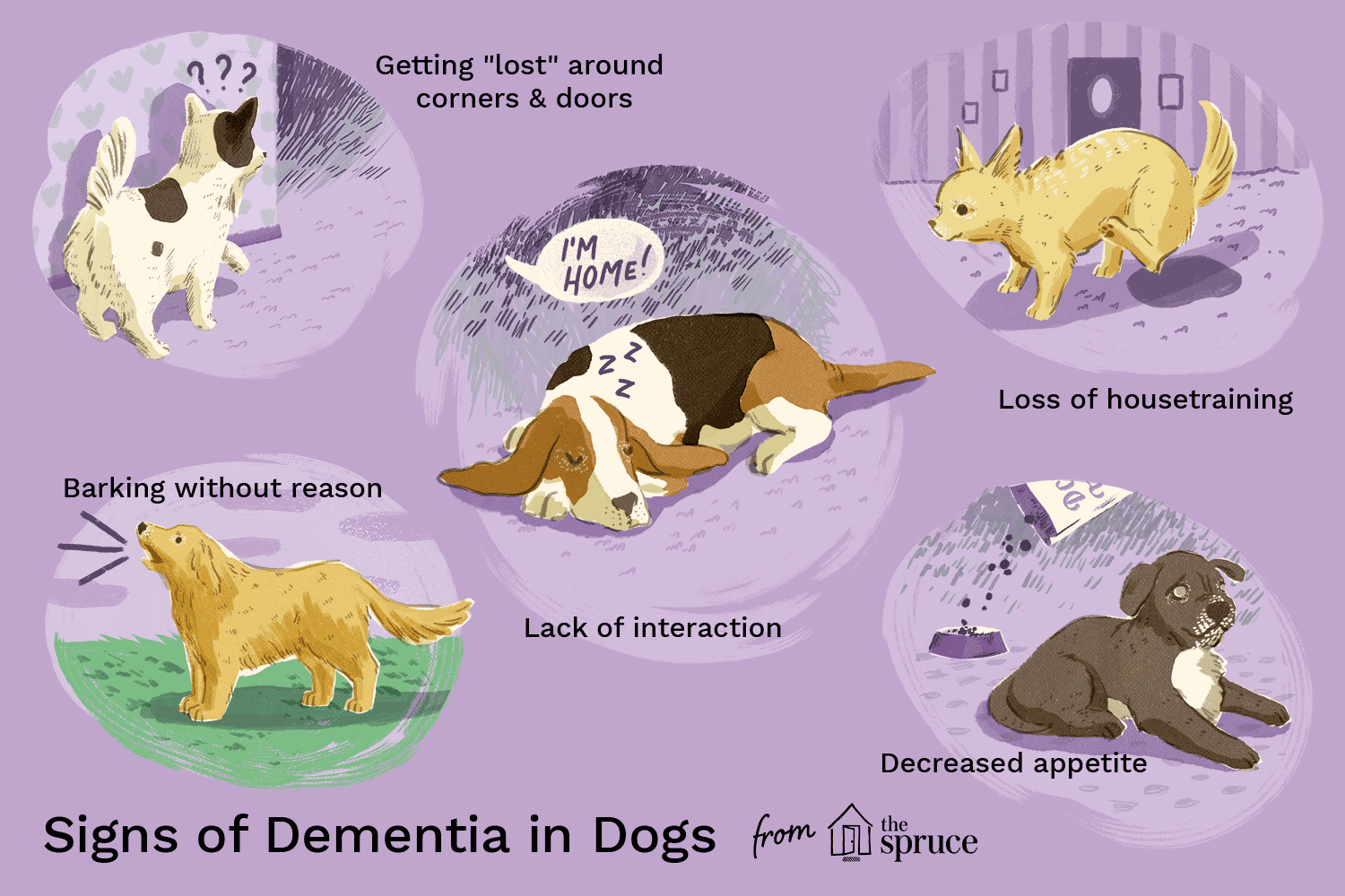 Come identificare e trattare la demenza senior nei cani