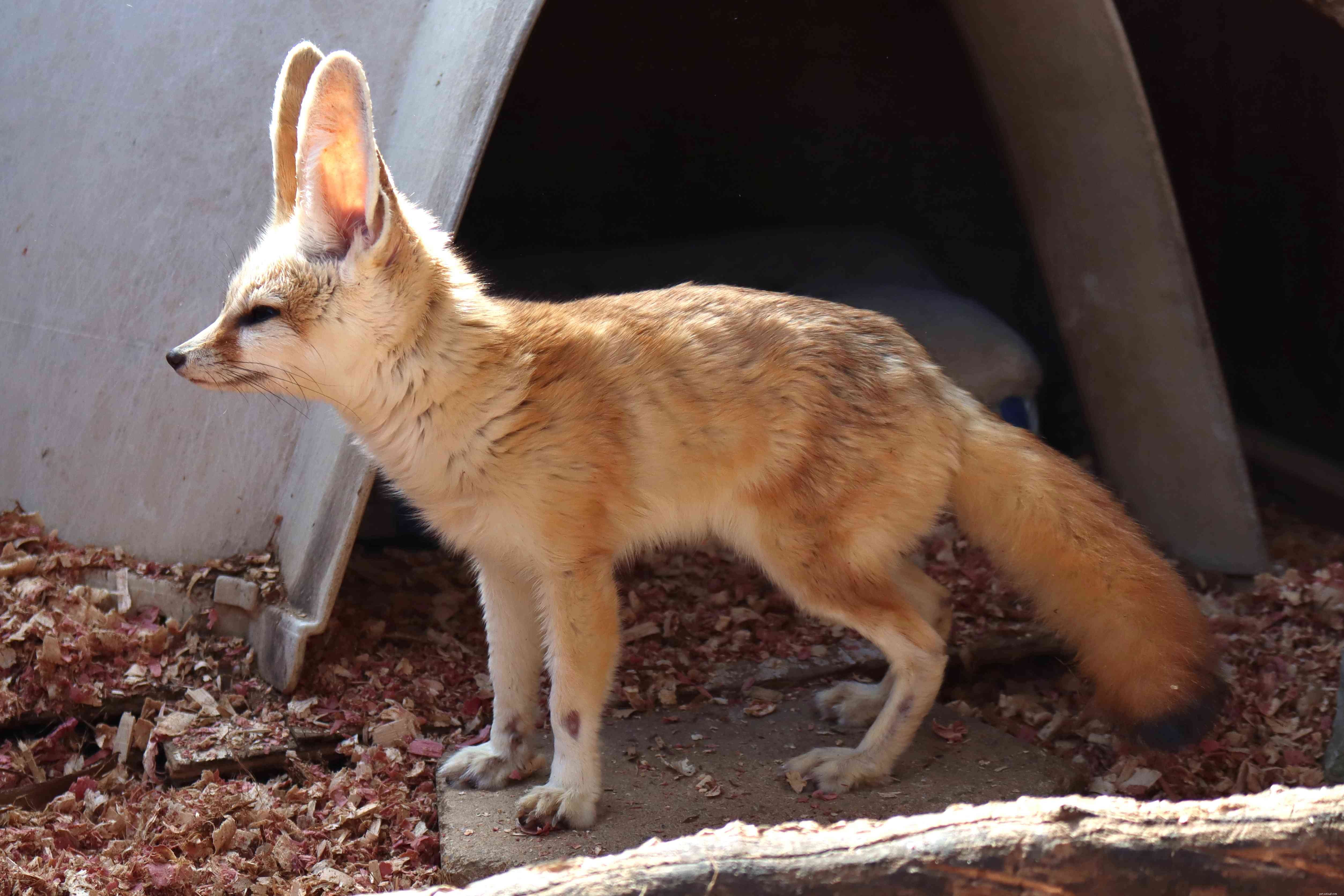 Fennec Fox(사막여우)를 애완동물로 키워야 합니까?
