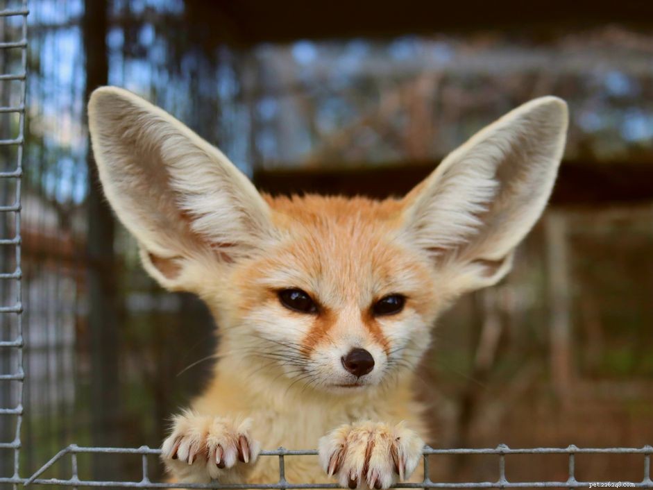 Fennec Fox(사막여우)를 애완동물로 키워야 합니까?