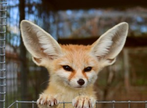 Você deve manter Fennec Fox (Desert Fox) como animal de estimação?