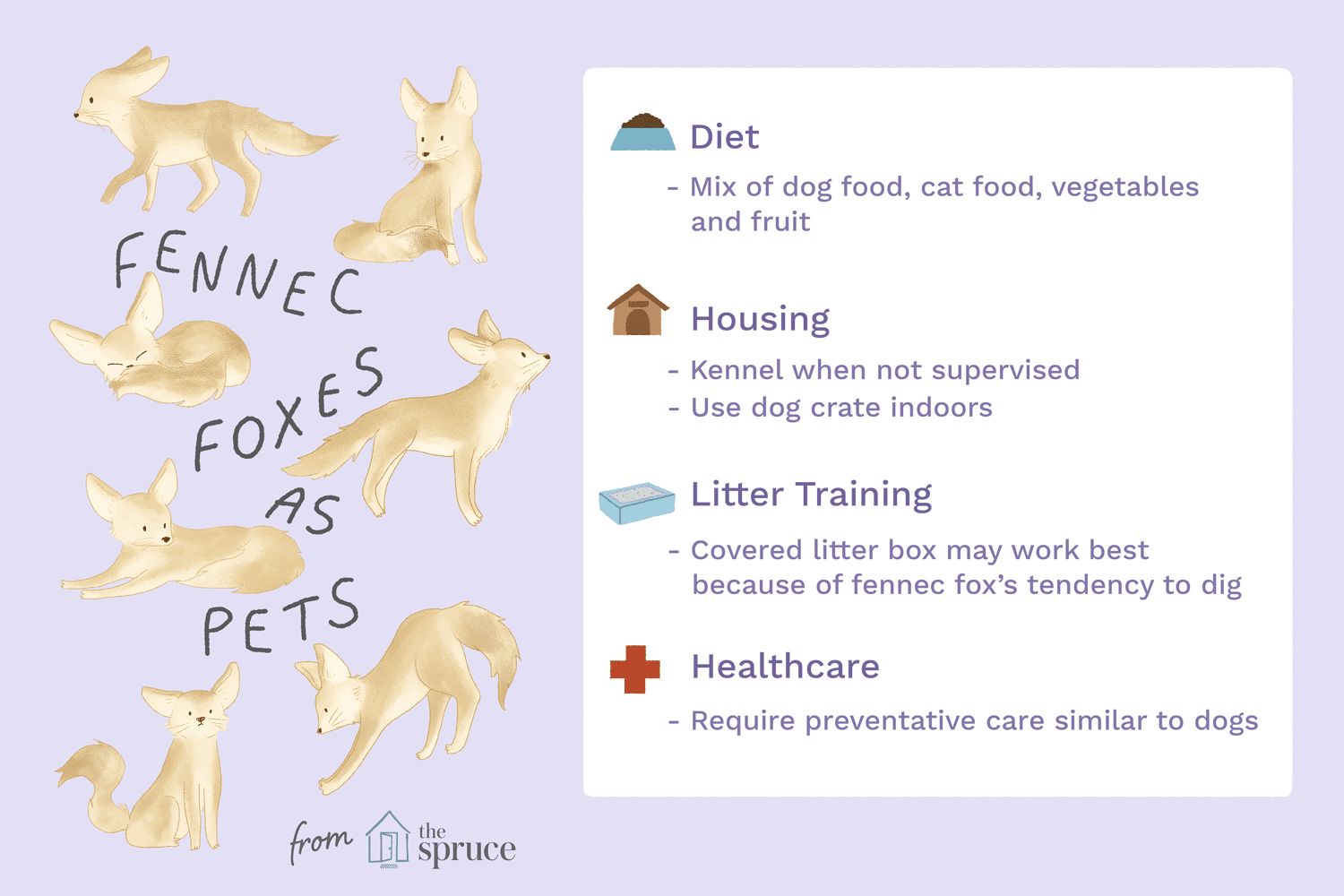 Dovresti tenere Fennec Fox (volpe del deserto) come animale domestico?