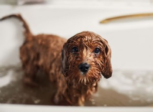 Jak zacházet se suchou kůží u psů