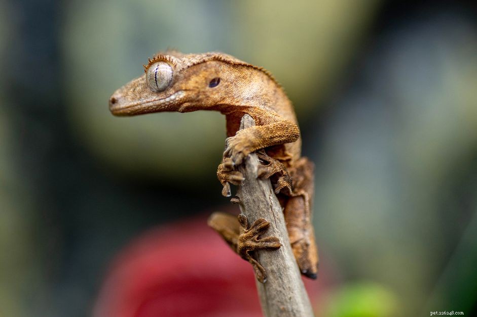 Хохлатый геккон:профиль вида