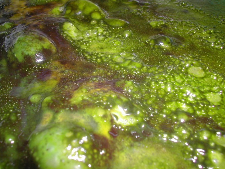 Eradica le alghe melmosa in un acquario