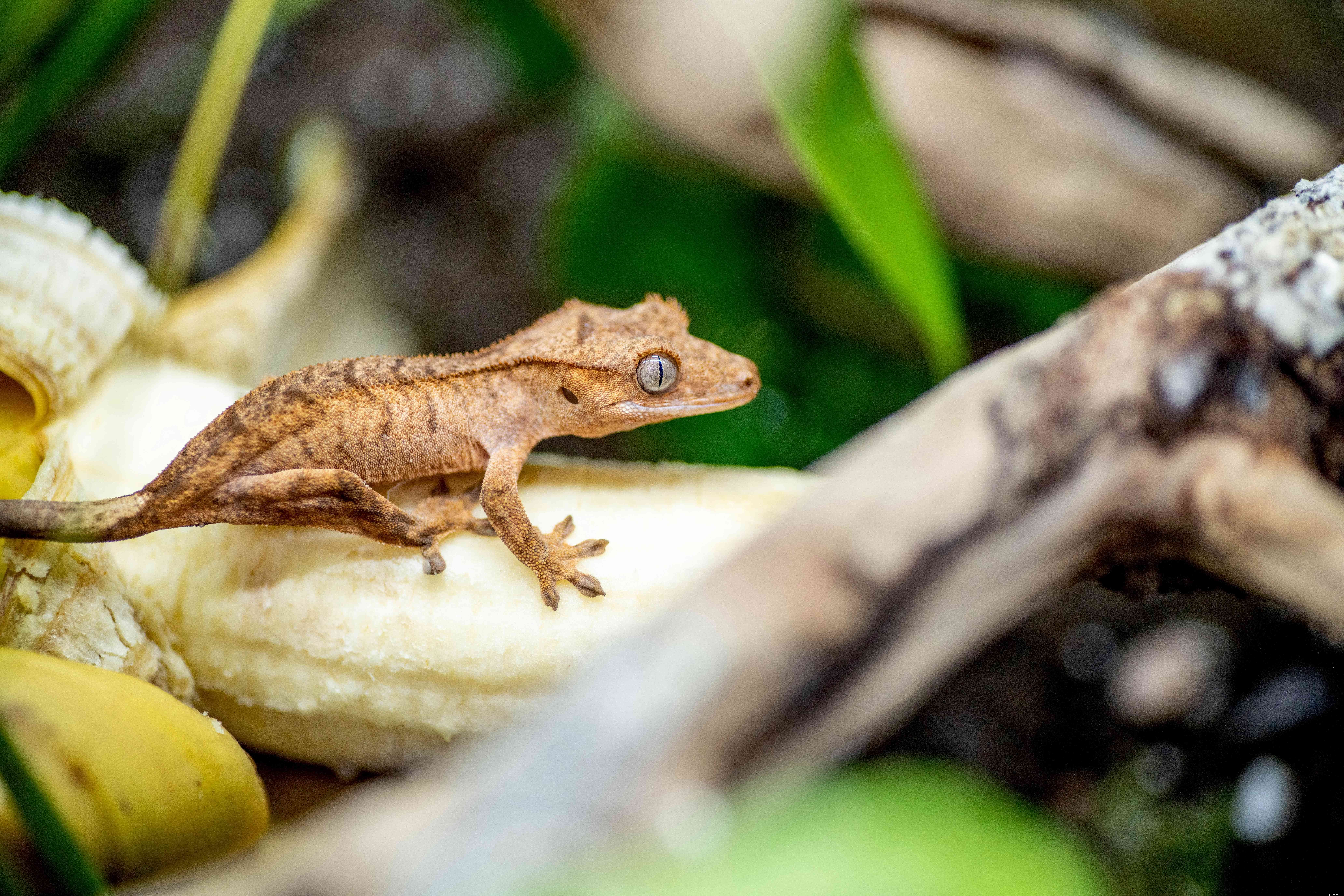 Gecko huppé :profil d espèce