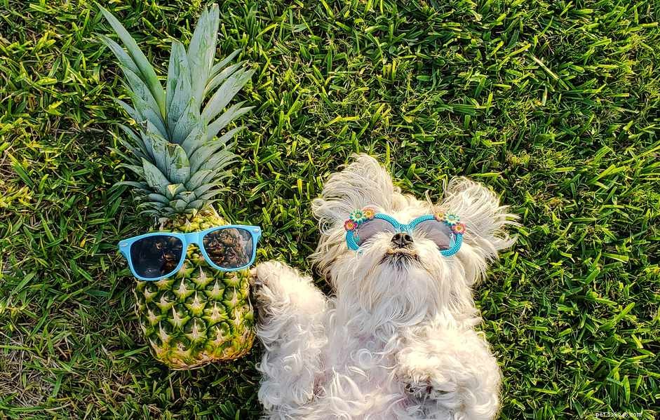 Mohou psi jíst ananas?