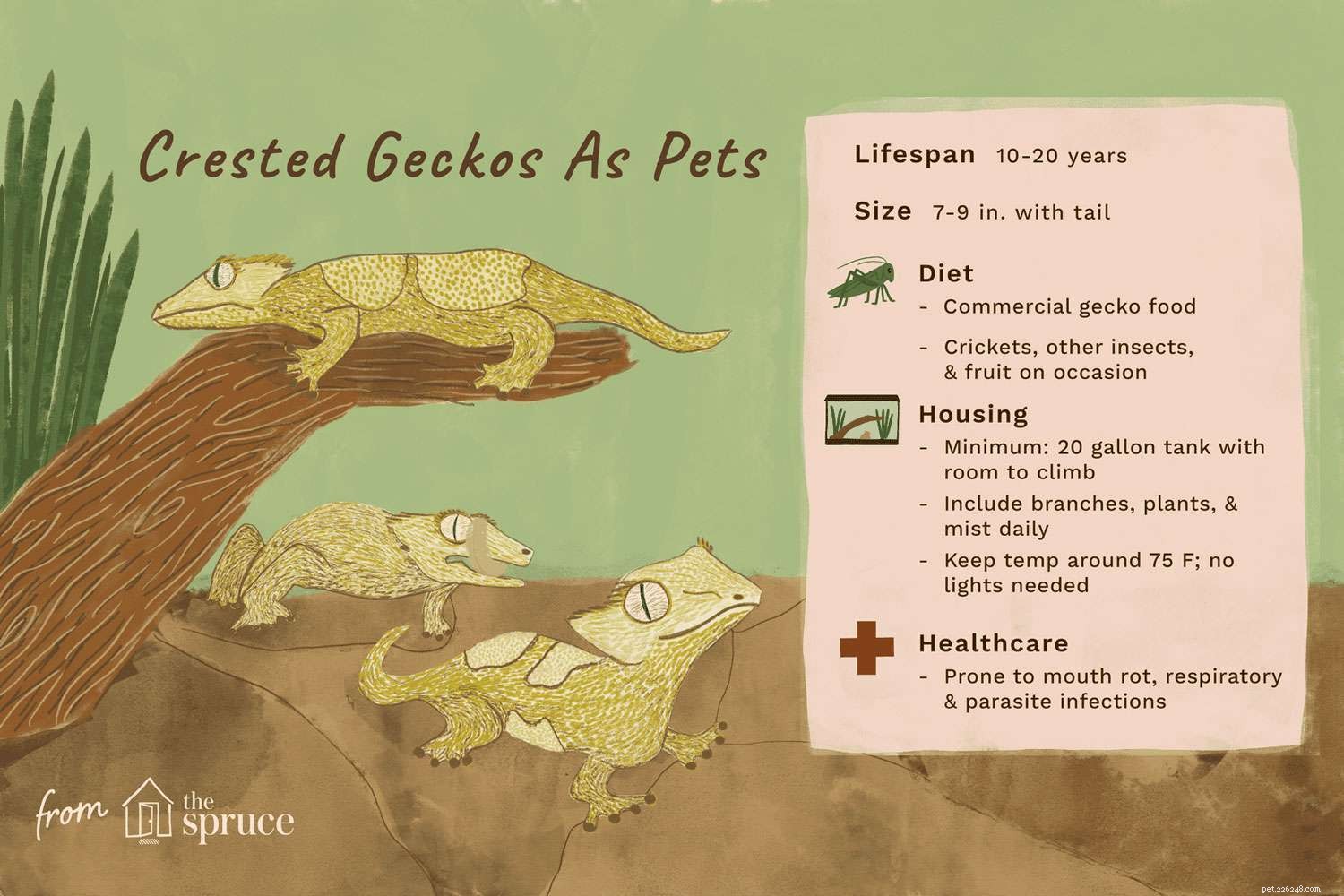 Gekon chocholatý:Profil druhu