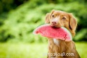 Os cães podem comer abacaxi?