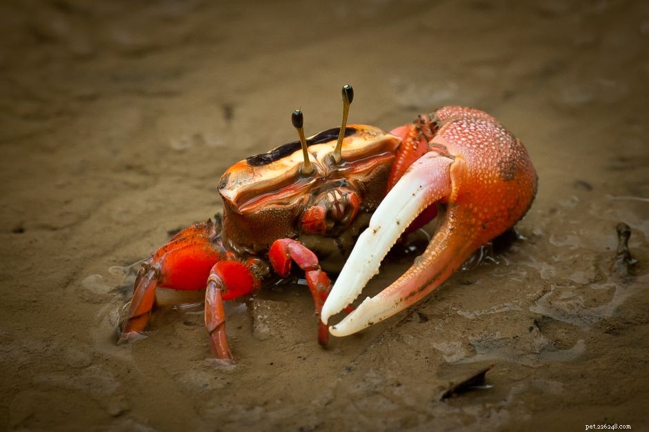 Comment prendre soin d un crabe violoniste
