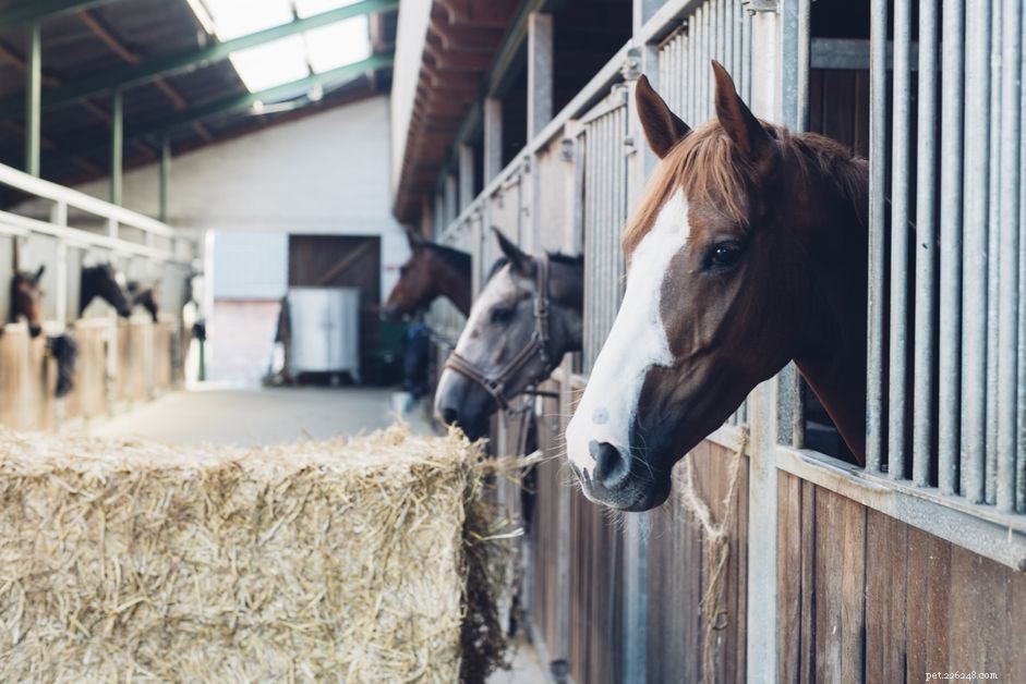 馬の糞尿についての9つの事実 