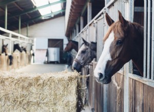 9 faktů o koňském hnoji