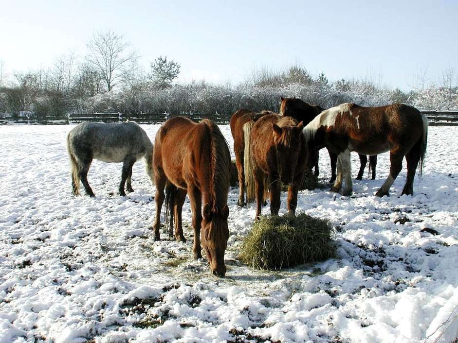 Voordelen van het voeren van bietenpulp aan uw paard