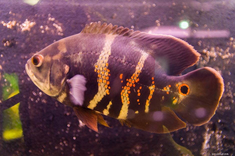 Oscar :Profil des espèces de poissons