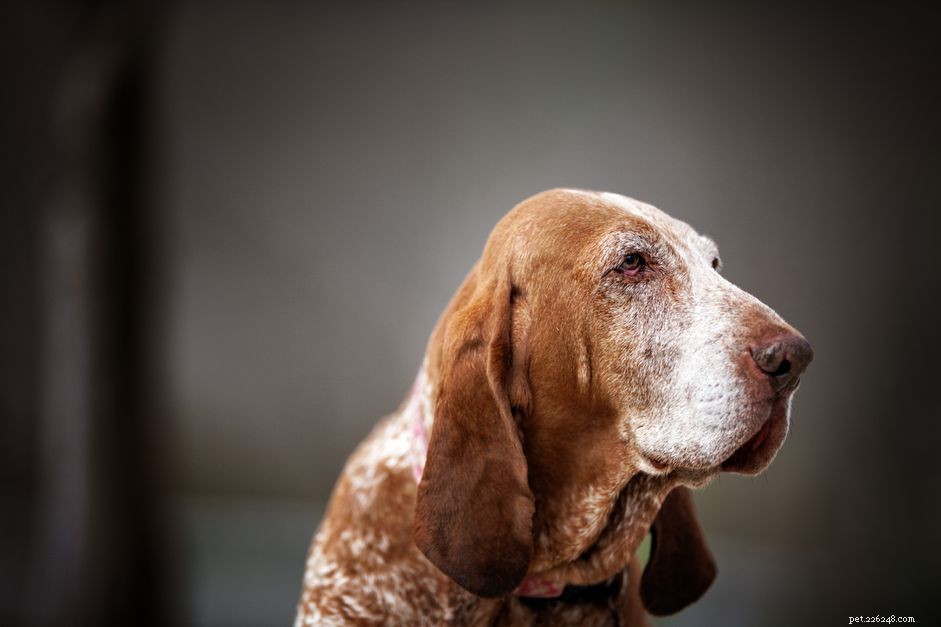 Ostéopathie hypertrophique chez le chien