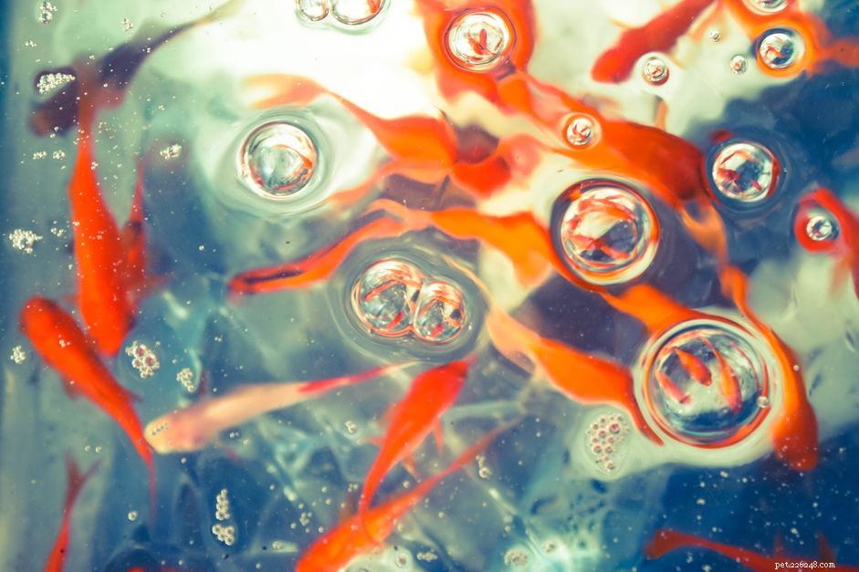 Hoe de ziekte van gasbellen bij zoetwatervissen te behandelen