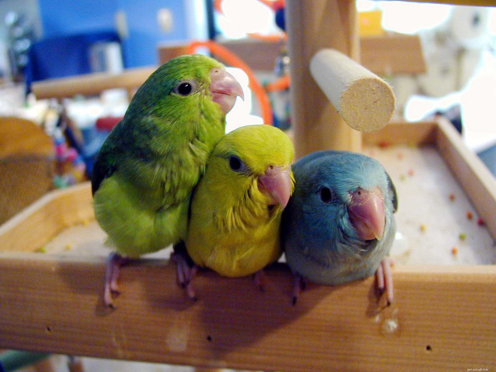 Fakta o papoušcích