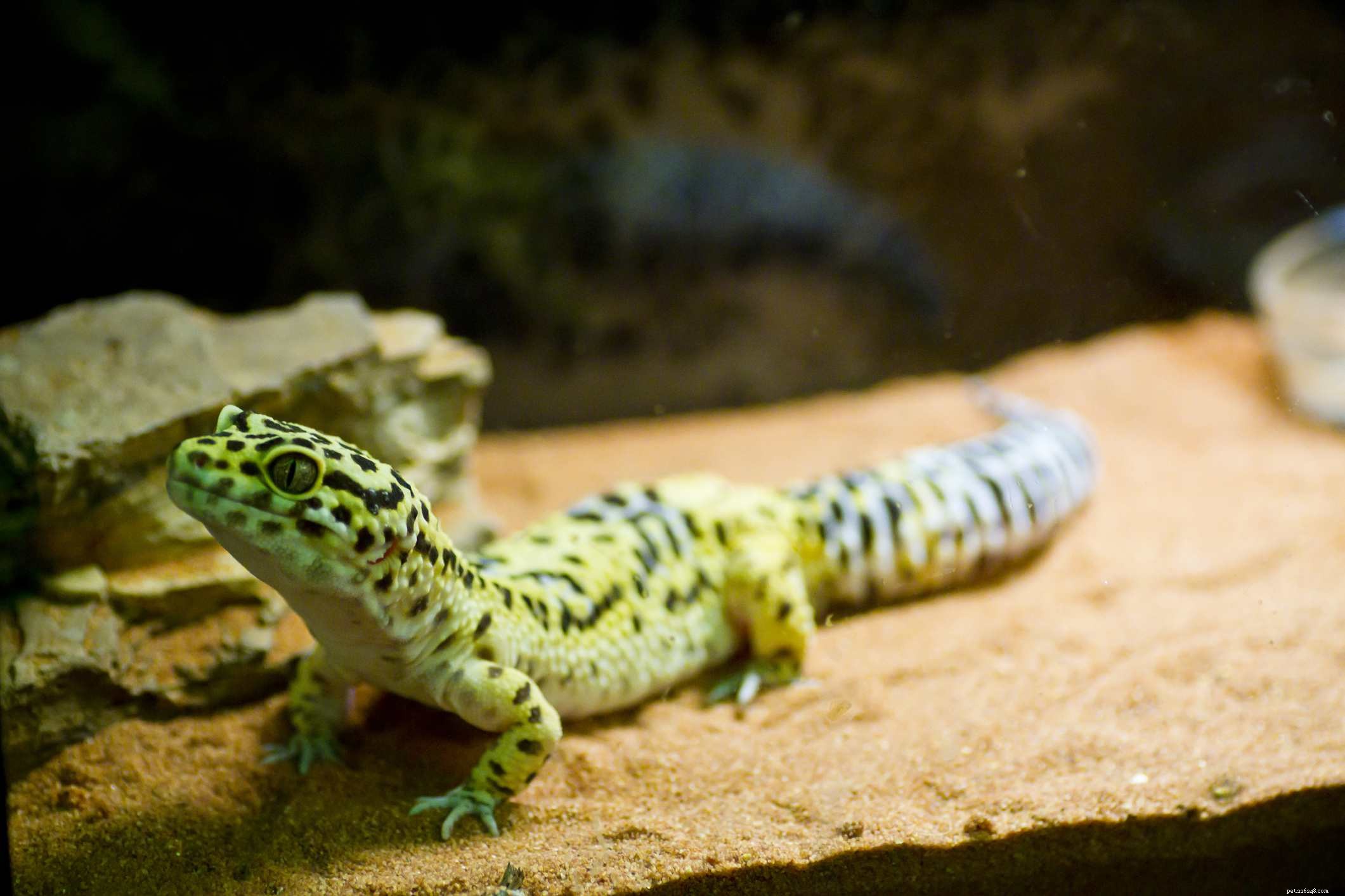 Typer av Leopard Gecko Morphs