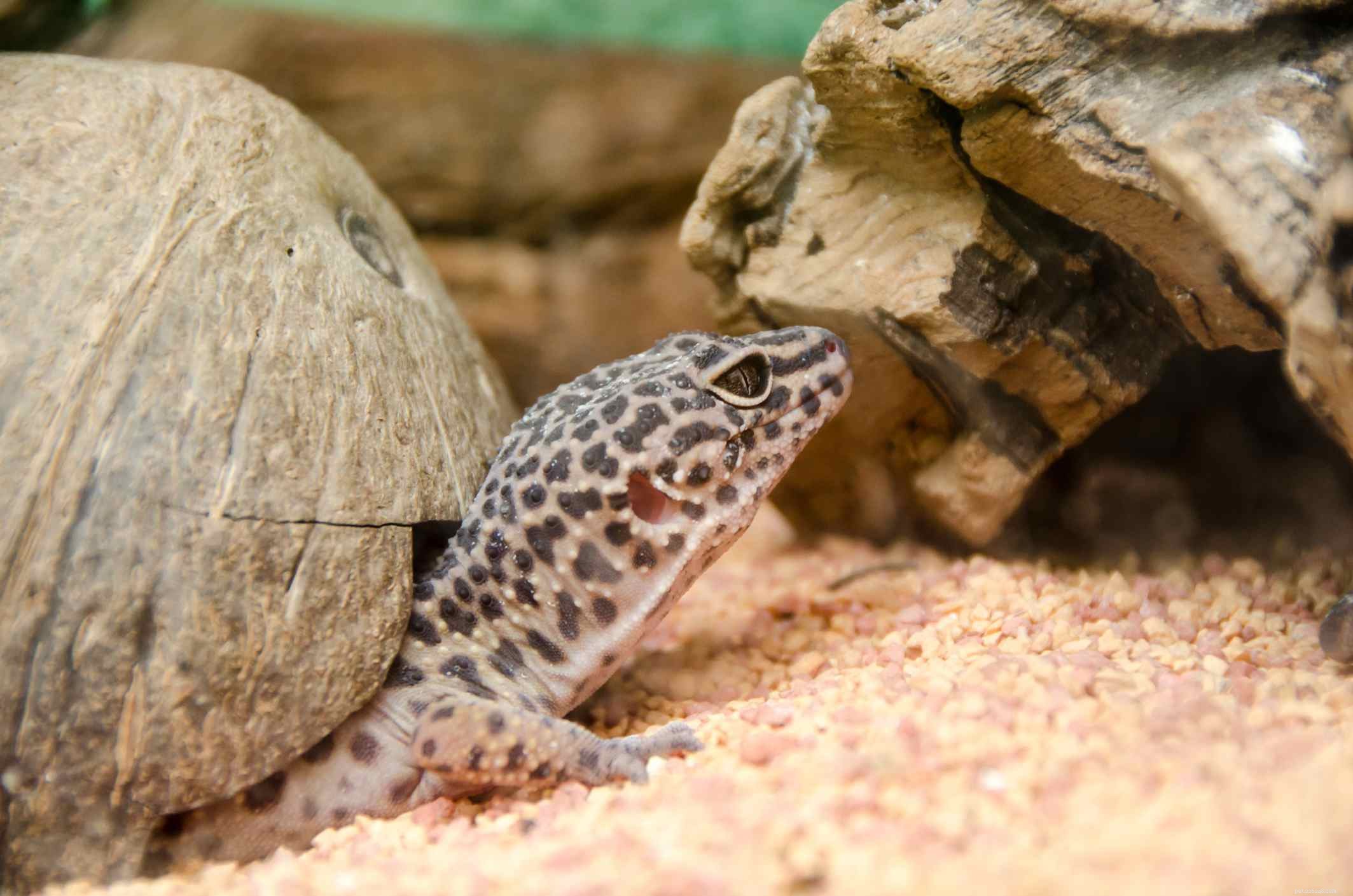 Typer av Leopard Gecko Morphs
