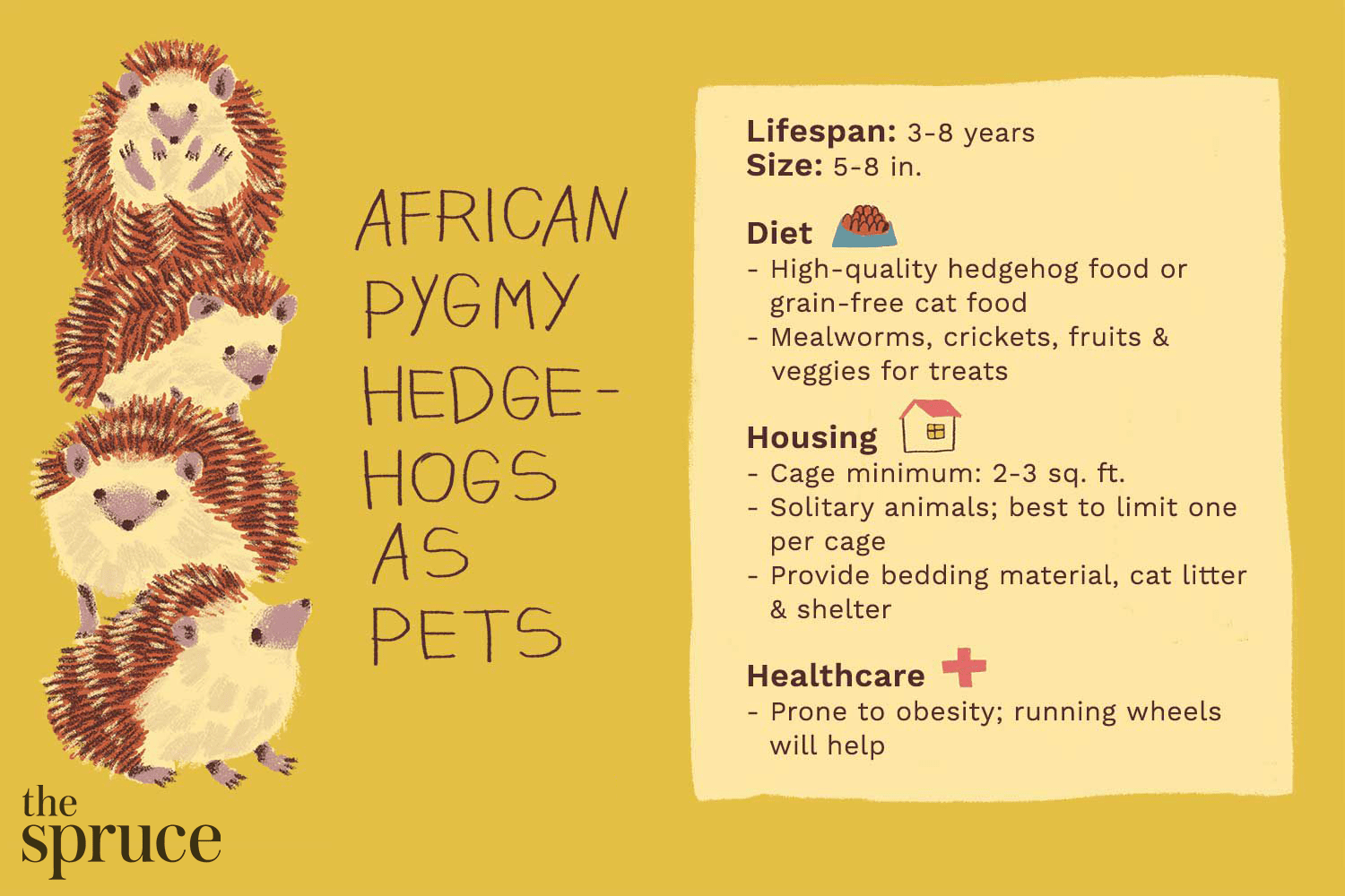 Comment prendre soin d un hérisson pygmée d Afrique