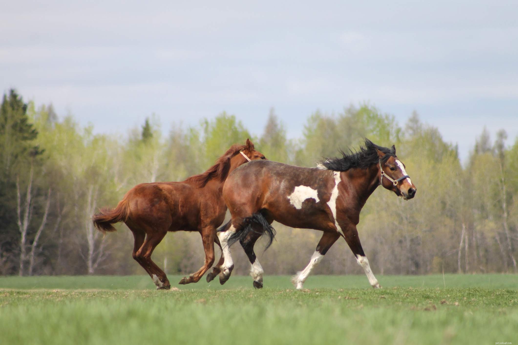 Почему явка важна для вашей лошади