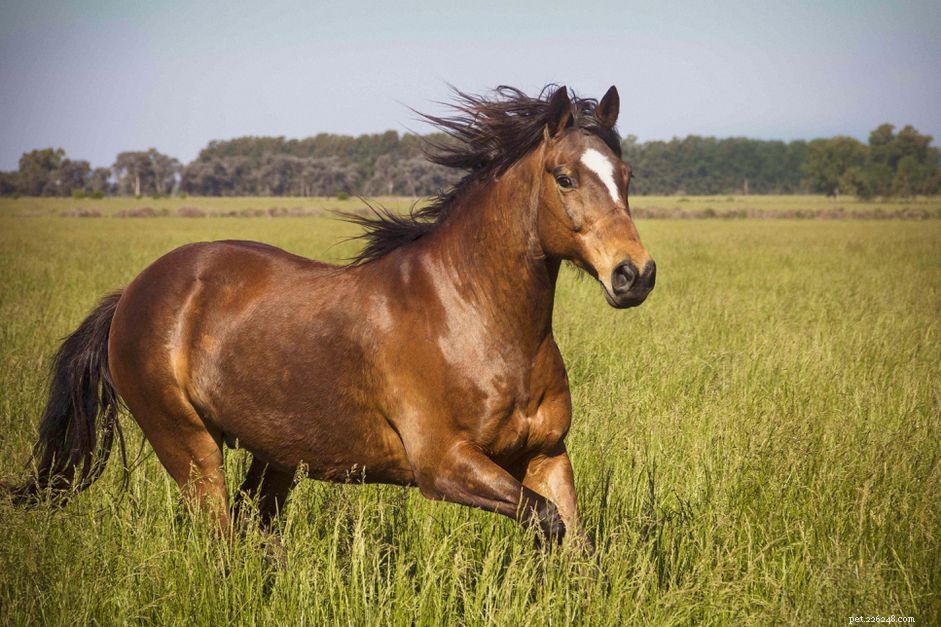 Perché l affluenza è importante per il tuo cavallo